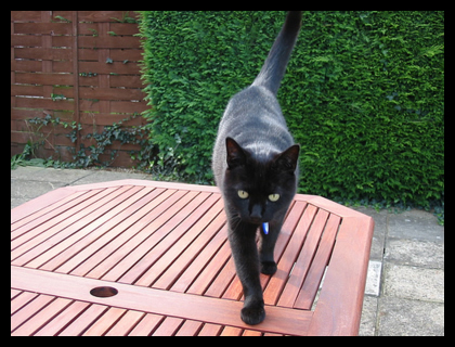 A picture of George standing on our garden table, facing the camera A picture of George standing on our garden table, facing the camera